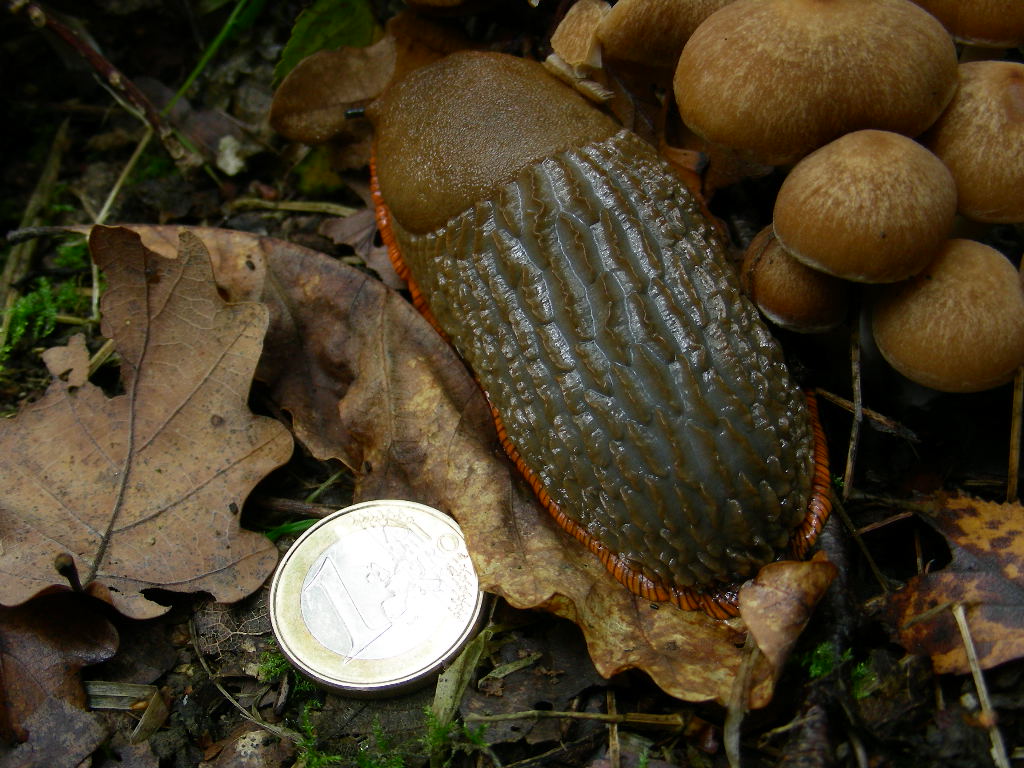 Al Menu ... funghi  Arion sp.